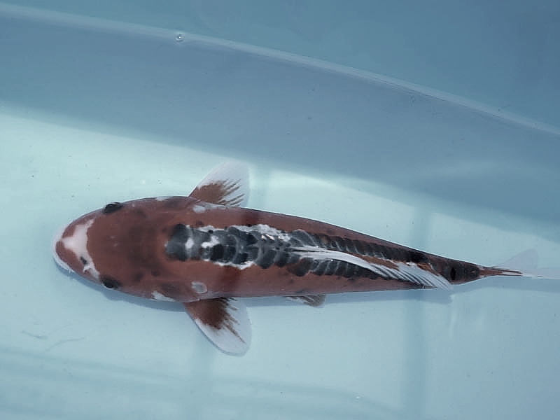 Killikus&reg; Fotographie